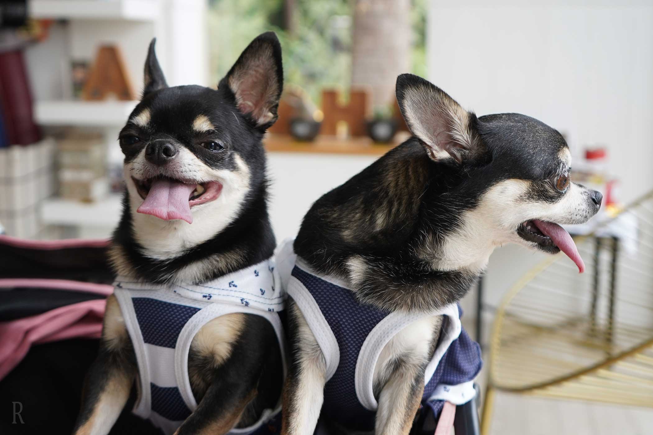 愛犬と泊まれるコテージ
